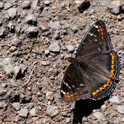 zweiter Eisvogel, Oberseite (70-200m)