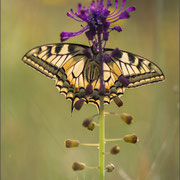 Schwalbenschwanz (P. machaon)