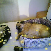 Susi meine kleine Nervensäge wau...wau...............