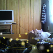 Flöckchen träumt vor sich hin.