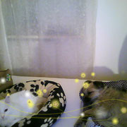 da wo Susi ist ,ist flöckchen nicht weit.