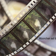 Moonchen auf der Rolle