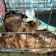 1 Kater, 1 Katze, Streuner in Lucenda/Spanien