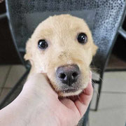 1 Tier in Rumänien dank Namenspatenschaft DIAMOND durch Pro Dog Romania eV