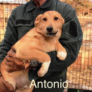 1 Tier in Rumänien durch Namenspatenschaft Antonio, Pro Dog Romania eV