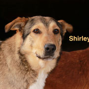 1 Tier in Rumänien durch Namenspatenschaft Shirley, Pro Dog Romania eV