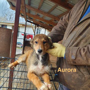 1 Tier in Rumänien durch Namenspatenschaft Aurora, Pro Dog Romania eV