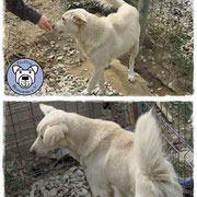 1 Hund in Rumänien durch Namenspatenschaft Stardust, Pro Dog Romania, eV