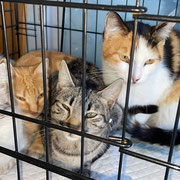 4 weibliche Besitzerkatzen in Andalusien/Spanien 