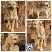 1 Hund in Rumänien durch Namenspatenschaft Harpo, Pro Dog Romnia eV