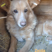 1 Tier in Rumänien durch Namenspatenschaft Zelda, Pro Dog Romania eV