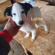 1 Tier in Rumänien durch Namenspatenschaft Lolita, Pro Dog Romania eV
