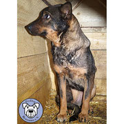 1 Hund in Rumänien durch namenspatenschaft Starlet, Pro Dog Romania eV