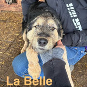 1 Tier in Rumänien dank Namenspatenschaft LA BELLE durch Pro Dog Romania eV