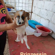 1 Tier in Rumänien durch Namenspatenschaft Prinzessin, Pro Dog Romania eV