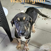 1 Tier in Rumänien dank Namenspatenschaft WASHINGTON durch Pro Dog Romania eV