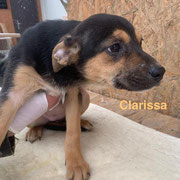 1 Tier in Rumänien durch Namenspatenschaft Clarissa, Pro Dog Romania eV