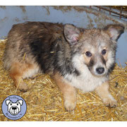 1 Hund in Rumänien durch Namenspatenschaft Smoothie, Pro Dog Romania eV
