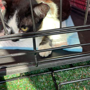 1 Streunerkatzen in Lucenda/Spanien