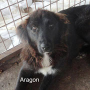 1 Tier in Rumänien durch Namenspatenschaft Aragon, Pro Dog Romania eV
