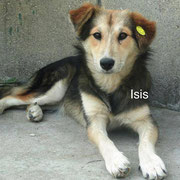 1 Tier in Rumänien durch Namenspatenschaft Isis, Pro Dog Romania eV