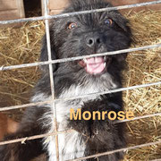 1 Tier in Rumänien durch Namenspatenschaft Monrose, Pro Dog Romania eV