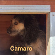 1 Tier in Rumänien durch Namenspatenschaft Camaro, Pro Dog Romania eV