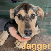 1 Tier in Rumänien dank Namenspatenschaft JAGGER durch Pro Dog Romania eV