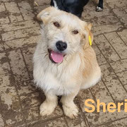 1 Tier in Rumänien dank Namenspatenschaft SHERIFF durch Pro Dog Romania eV