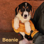 1 Tier in Rumänien durch Namenspatenschaft Beanie Pro Dog Romania eV