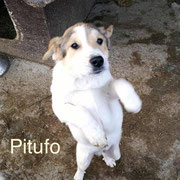 1 Tier in Rumänien durch Namenspatenschaft Pitufo, Pro Dog Romania eV