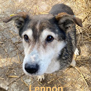 1 Tier in Rumänien durch Namenspatenschaft Lennon, Pro Dog Romania eV
