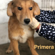 1 Tier in Rumänien durch Namenspatenschaft Primera, Pro Dog Romania eV