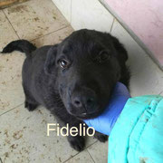 1 Tier in Rumänien durch Namenspatenschaft Fidelio, Pro Dog Romania eV
