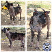 1 Hund in Rumänien durch Namenspatenschaft Cinderella, Pro Dog Romania eV