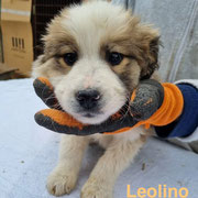 1 Tier in Rumänien durch Namenspatenschaft Leolino, Pro Dog Romania eV
