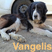 1 Tier in Rumänien dank Namenspatenschaft VANGELIS durch Pro Dog Romania eV