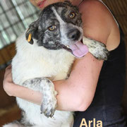1 Tier in Rumänien durch Namenspatenschaft Arla, Pro Dog Romania eV