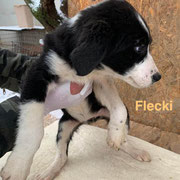 1 Tier in Rumänien durch Namenspatenschaft Flecki, Pro Dog Romania eV