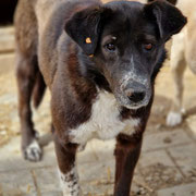 1 Tier in Rumänien durch Namenspatenschaft Marina, Pro Dog Romania eV