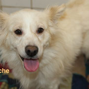 1 Tier in Rumänien durch Namenspatenschaft Blanche Pro Dog Romania eV