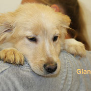 1 Tier in Rumänien durch Namenspatenschaft Gianna, Pro Dog Romania eV