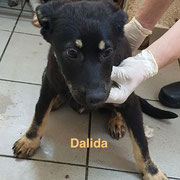 1 Tier in Rumänien durch Namenspatenschaft Dalida, Pro Dog Romania eV