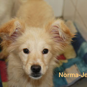 1 Tier in Rumänien durch Namenspatenschaft Norma-Jean Pro Dog Romania eV