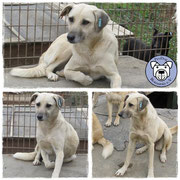 1 Hund in Rumänien durch Namenspatenschaft Lillebror, Pro Dog Romania eV