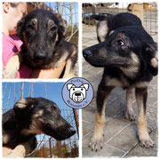 1 Hund  in Rumänien durch Namenspatenschaft Pellegrino, Pro Dog Romania eV