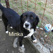 1 Tier in Rumänien durch Namenspatenschaft Minka, Pro Dog Romania eV