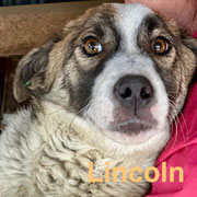 1 Tier in Rumänien dank Namenspatenschaft LINCOLN durch Pro Dog Romania eV
