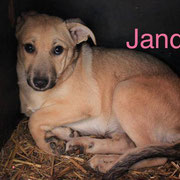 1 Tier in Rumänien durch Namenspatenschaft Jandra, Pro Dog Romania eV