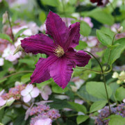 Clematisblüte in Violett